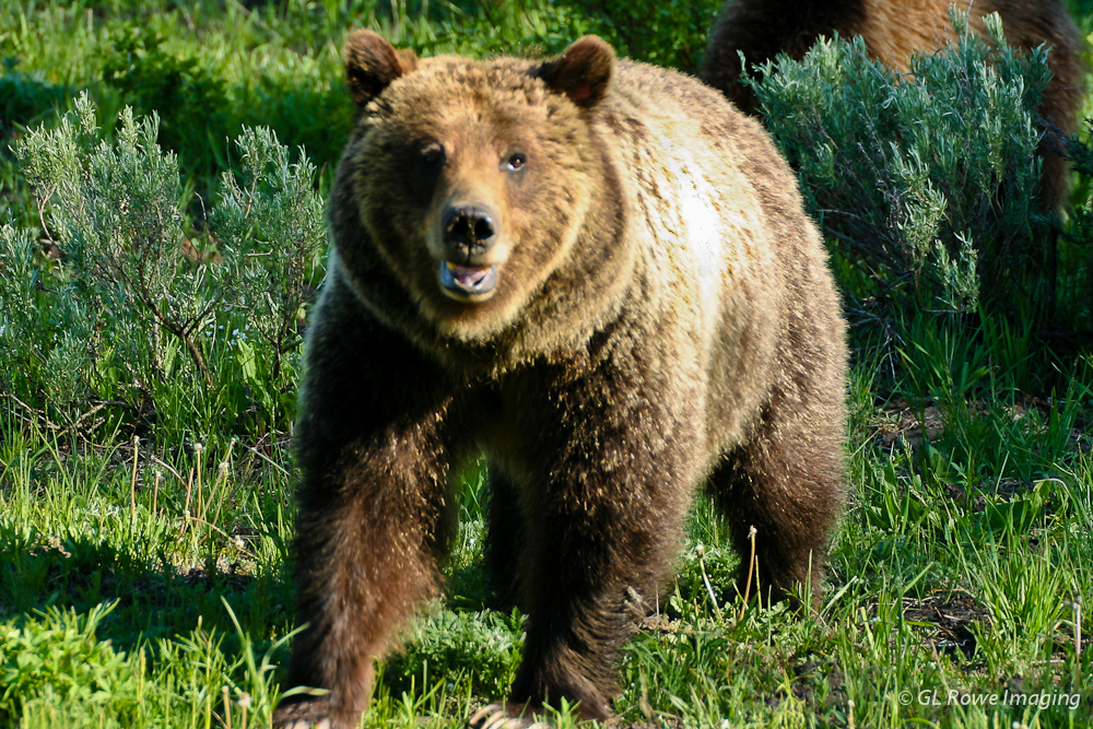 Mama Grizzly Has Me In Her Sights