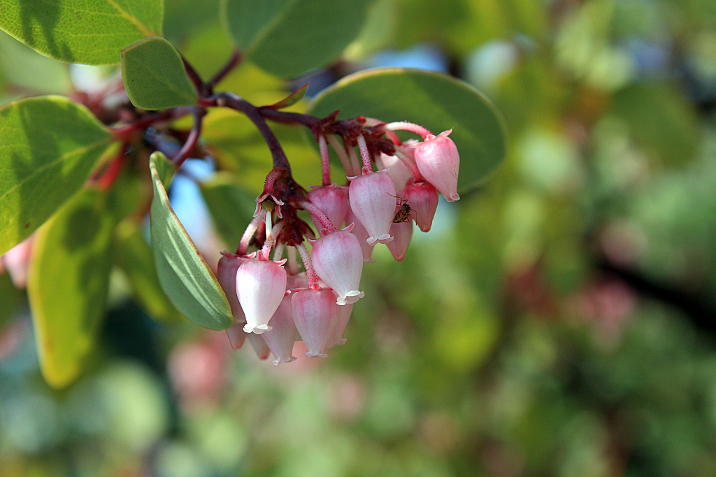 Manzanita