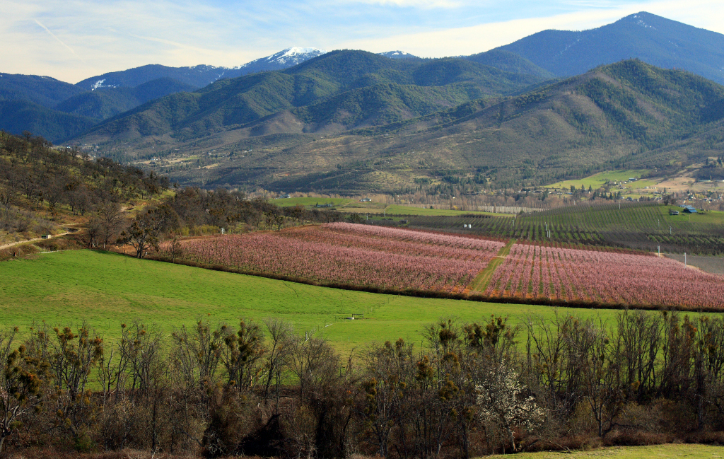 March Orchard