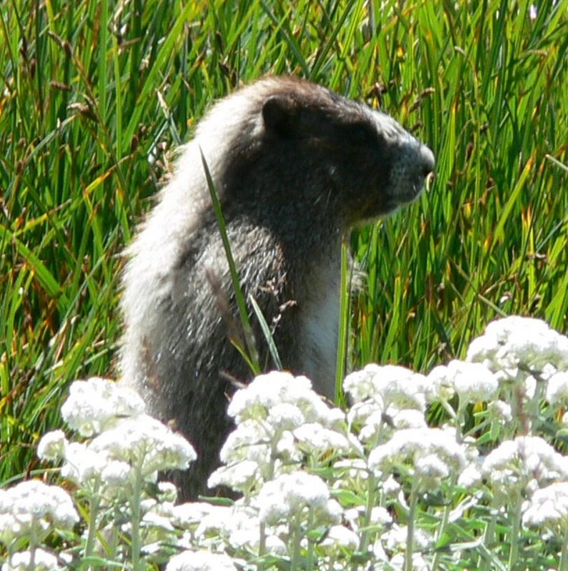 Marmot