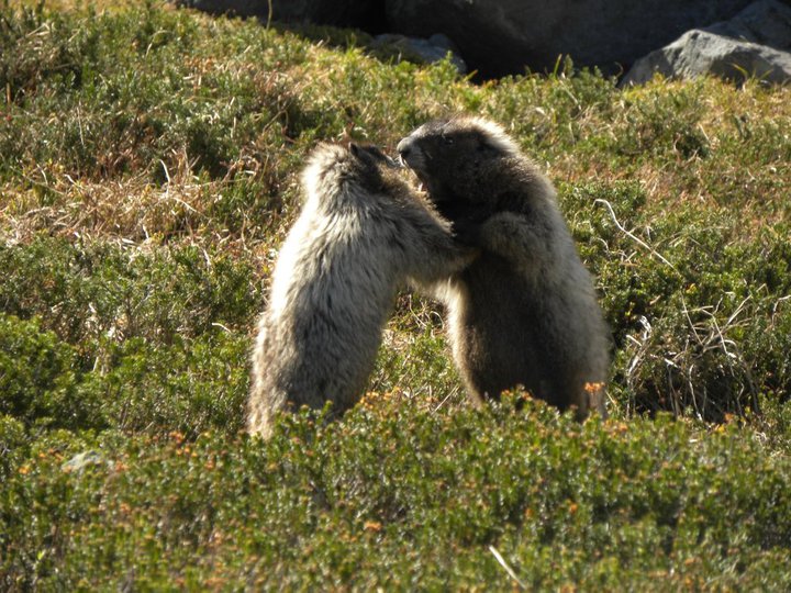 Marmots Fighting in Summerland