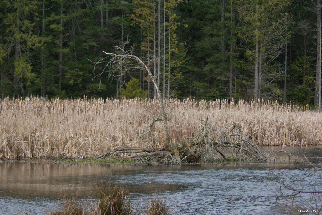 Marsh