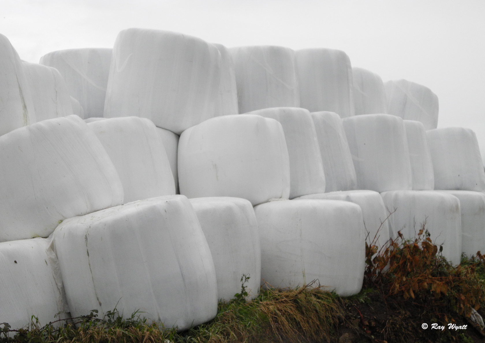 Marshmallows