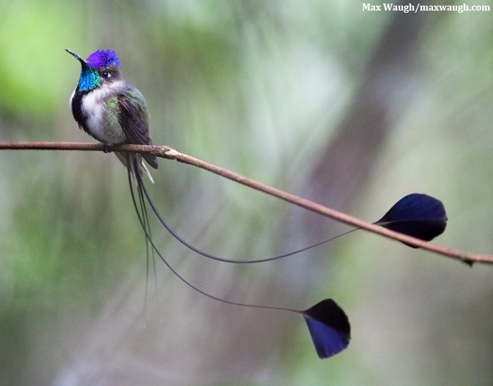 Marvelous Spatuletail