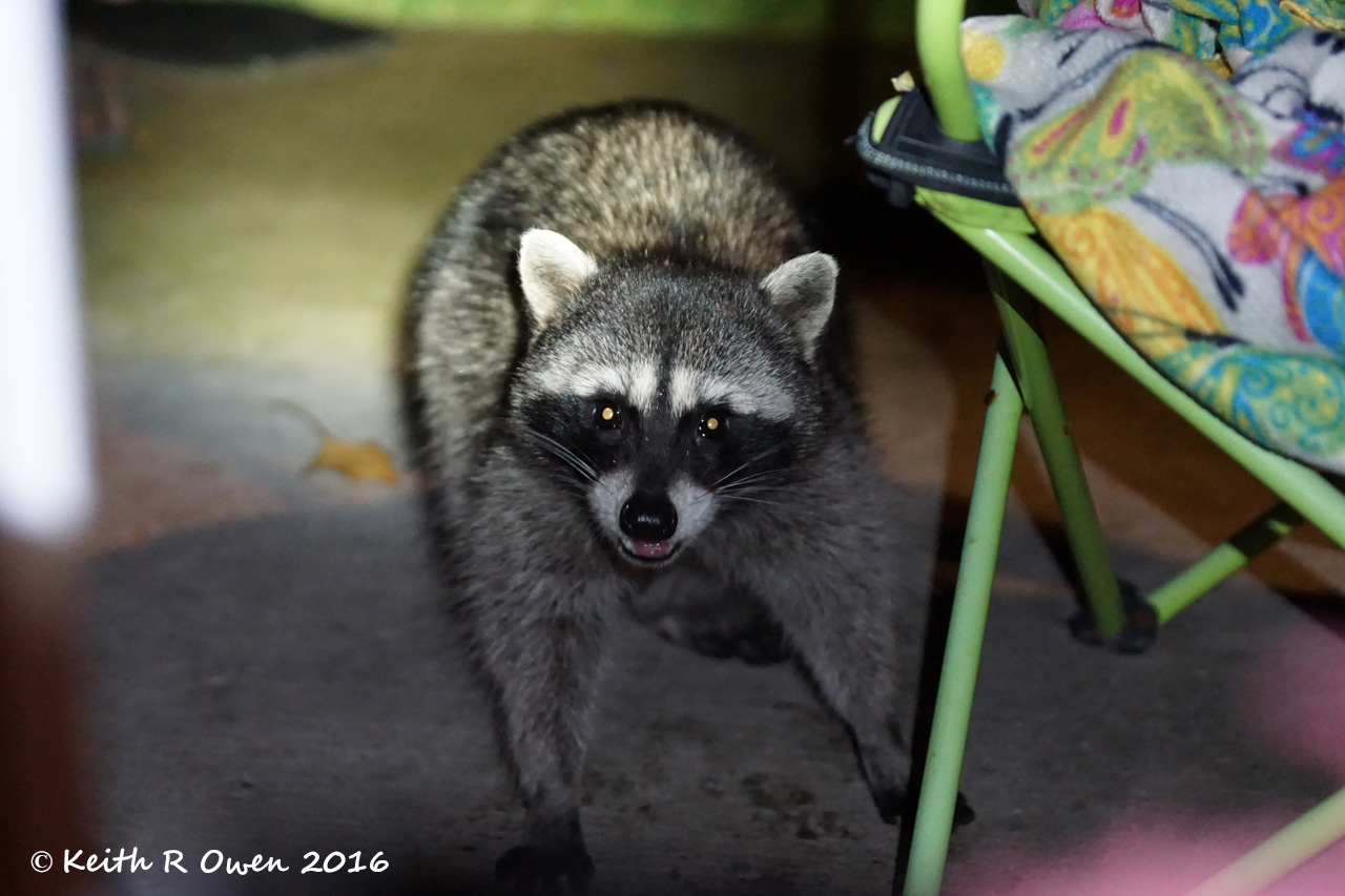 Masked Bandit