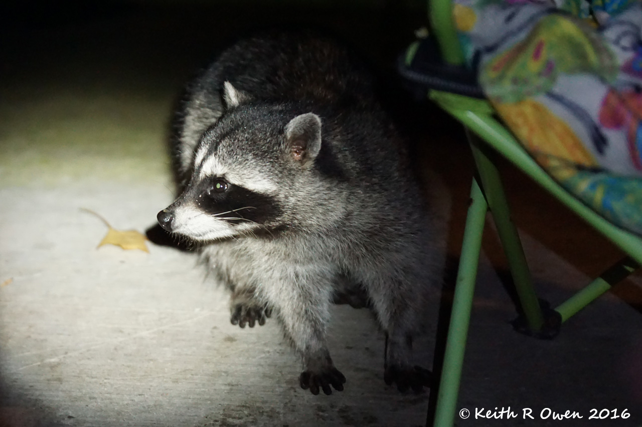 Masked Bandit