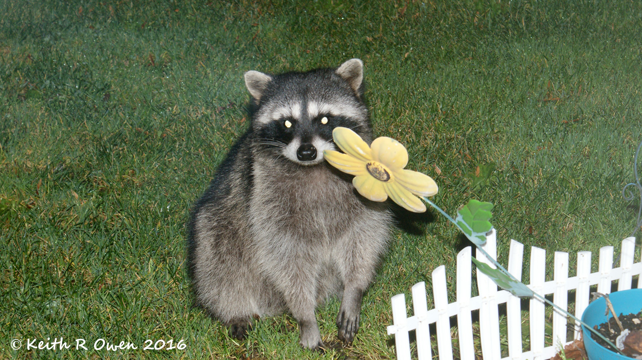 Masked Bandit