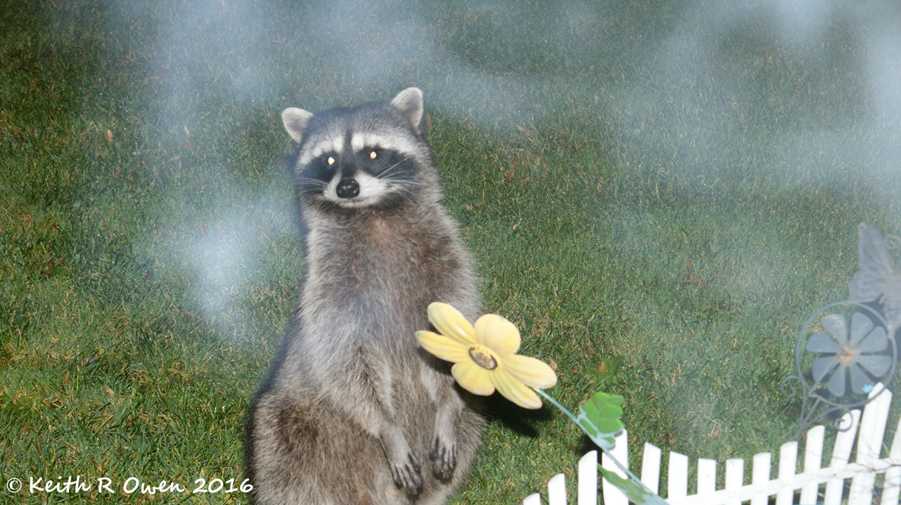 Masked Bandit