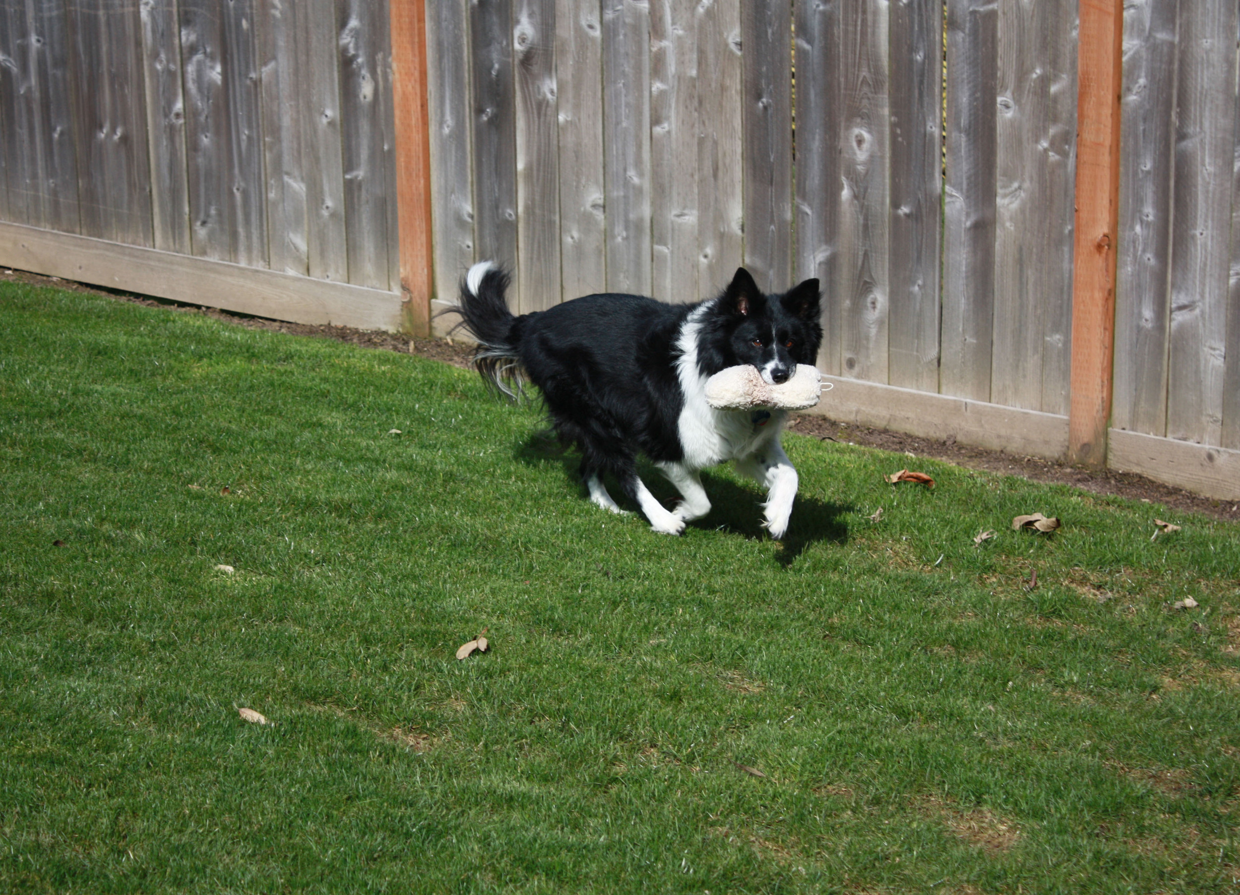 Matte the dog