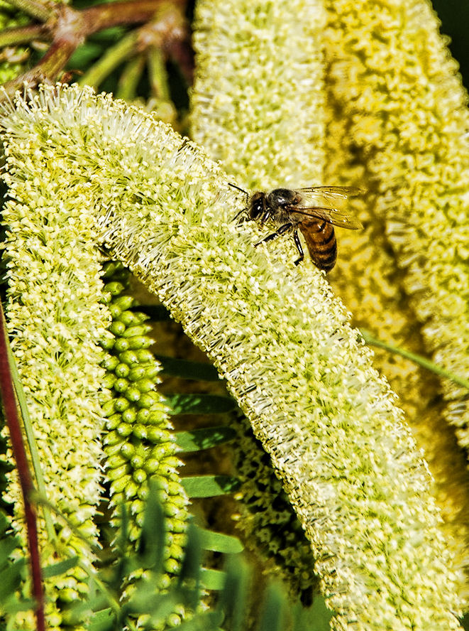 mesquite flowers