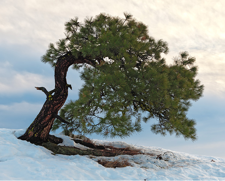 Methow Pine