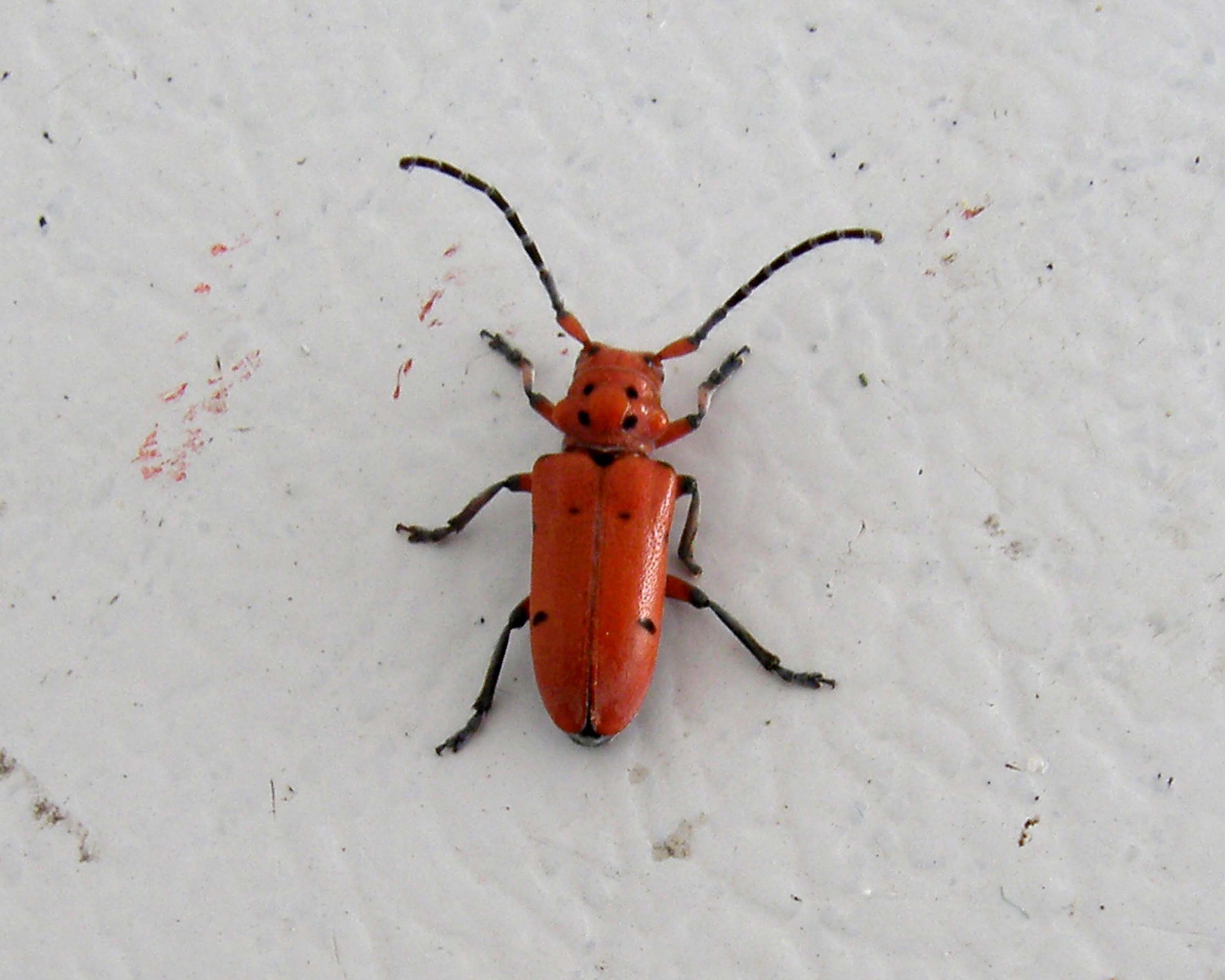 Milkweed Beetle