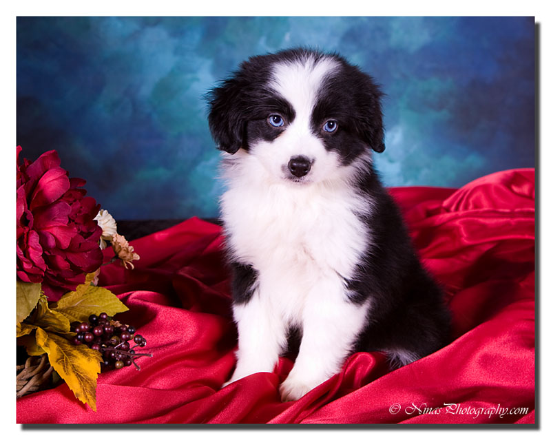 Mini-Aussie