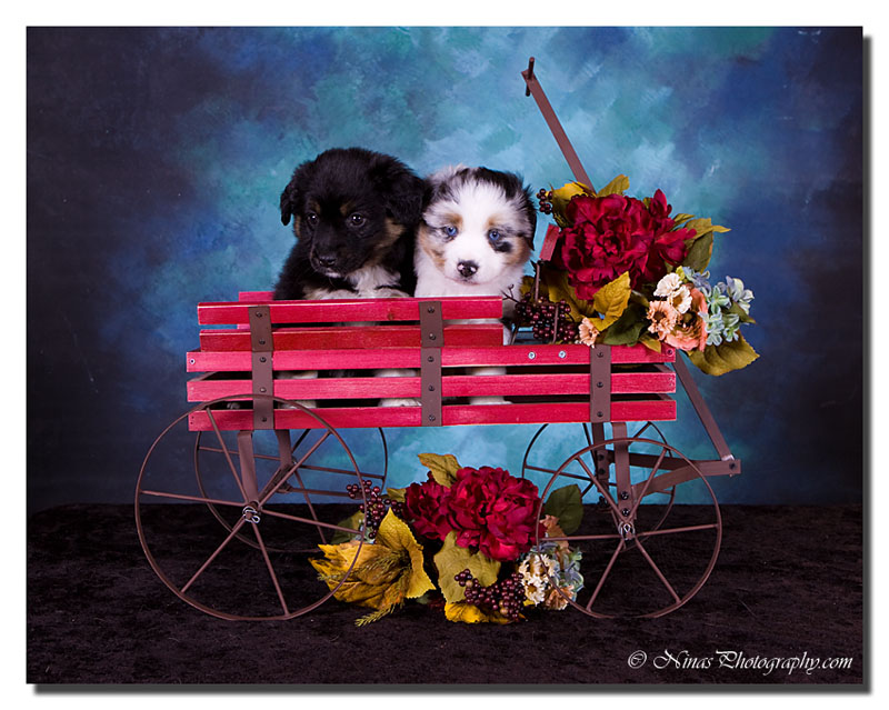 Mini-Aussies