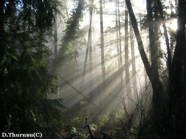 mist of the morning