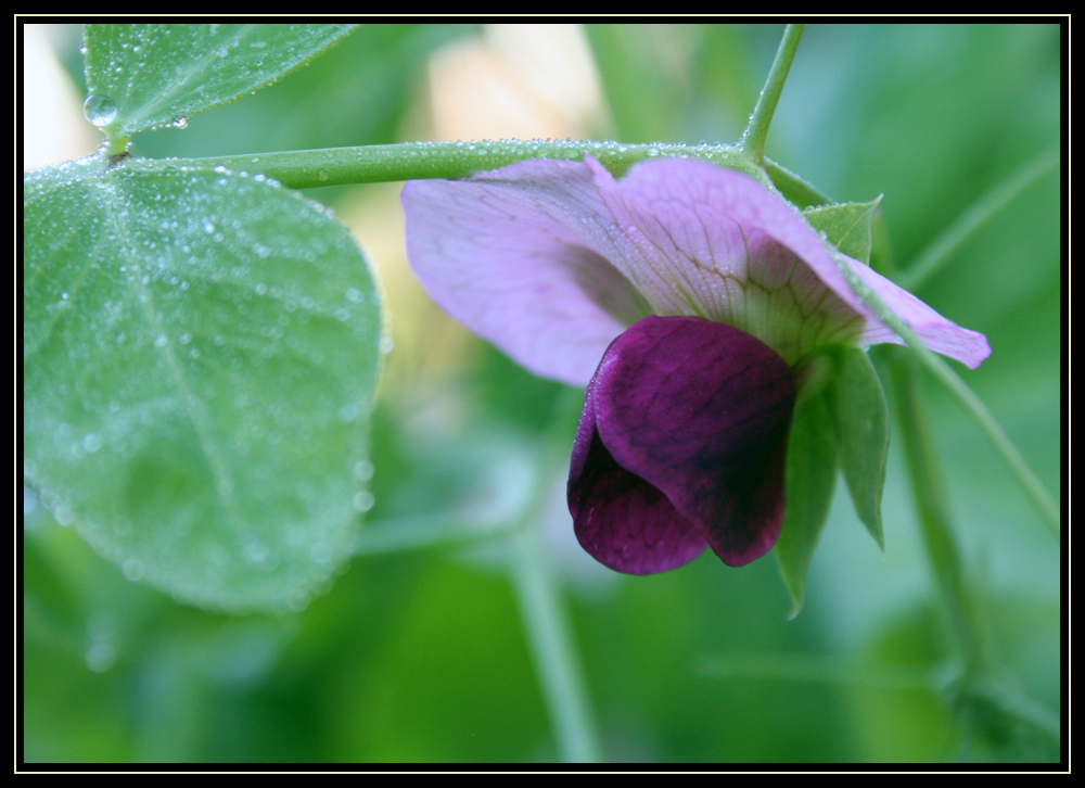 Misty Morning Garden Walk