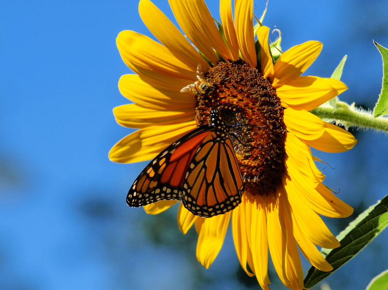 Monarch butterfly
