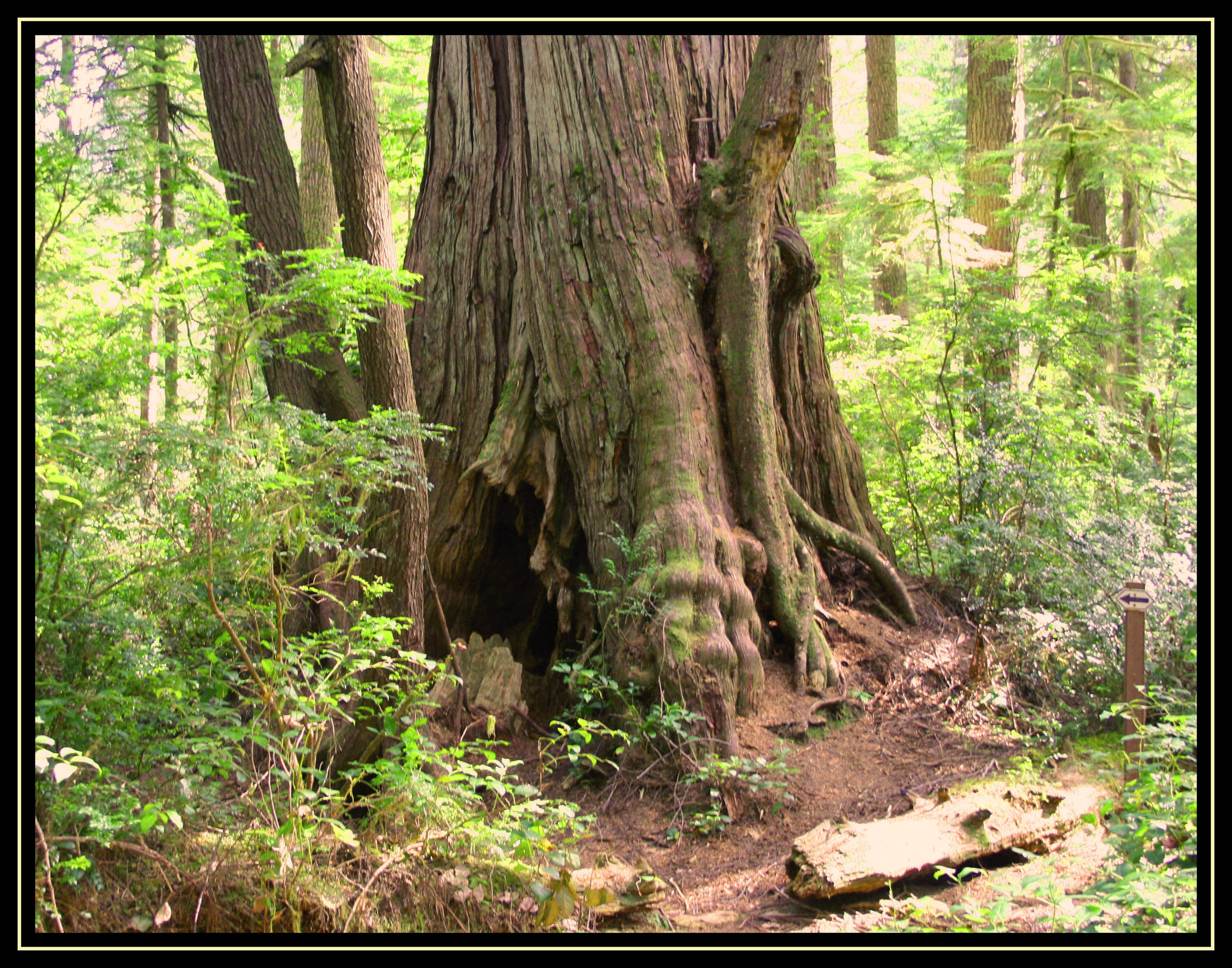Monster Old Growth Red Cedar