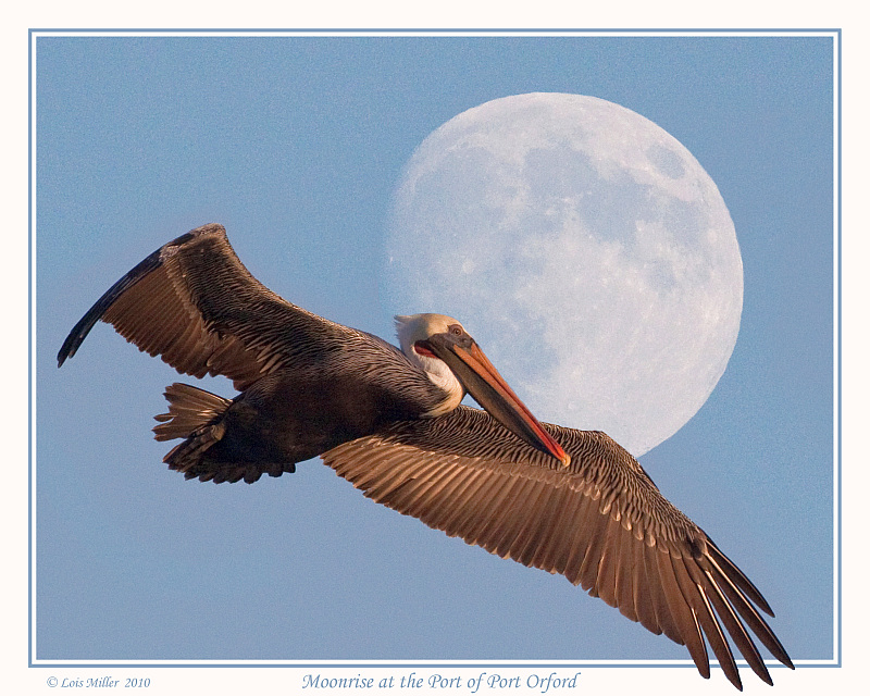 Moonrise at the Port of Port Orford