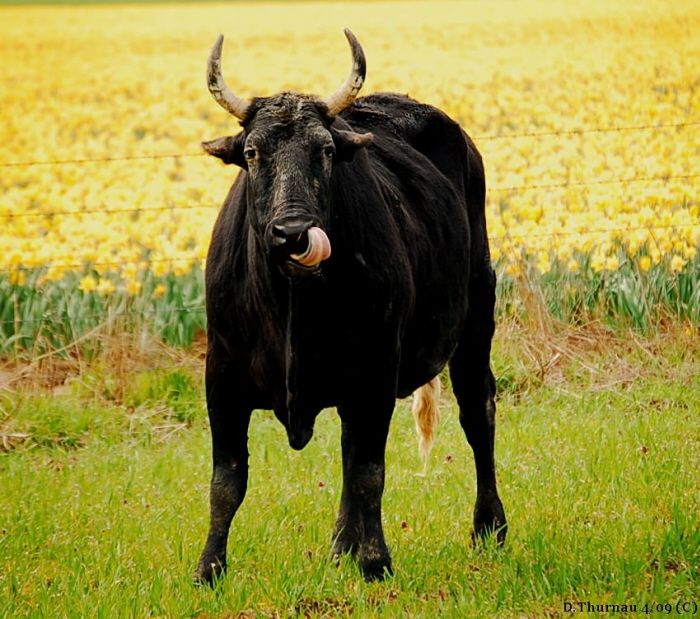 Mooo