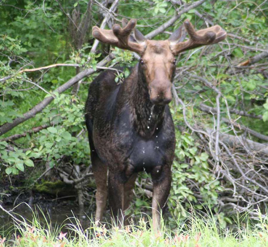 Moose Drool