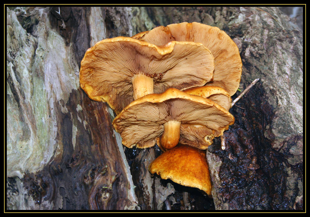 More Backyard Gold
