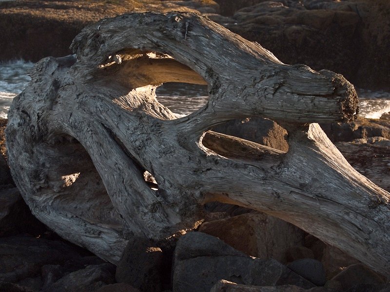Morning Sun through Driftwood Window