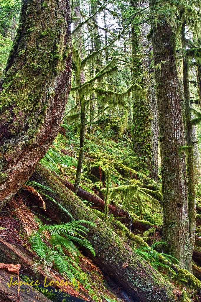 Mossilicious