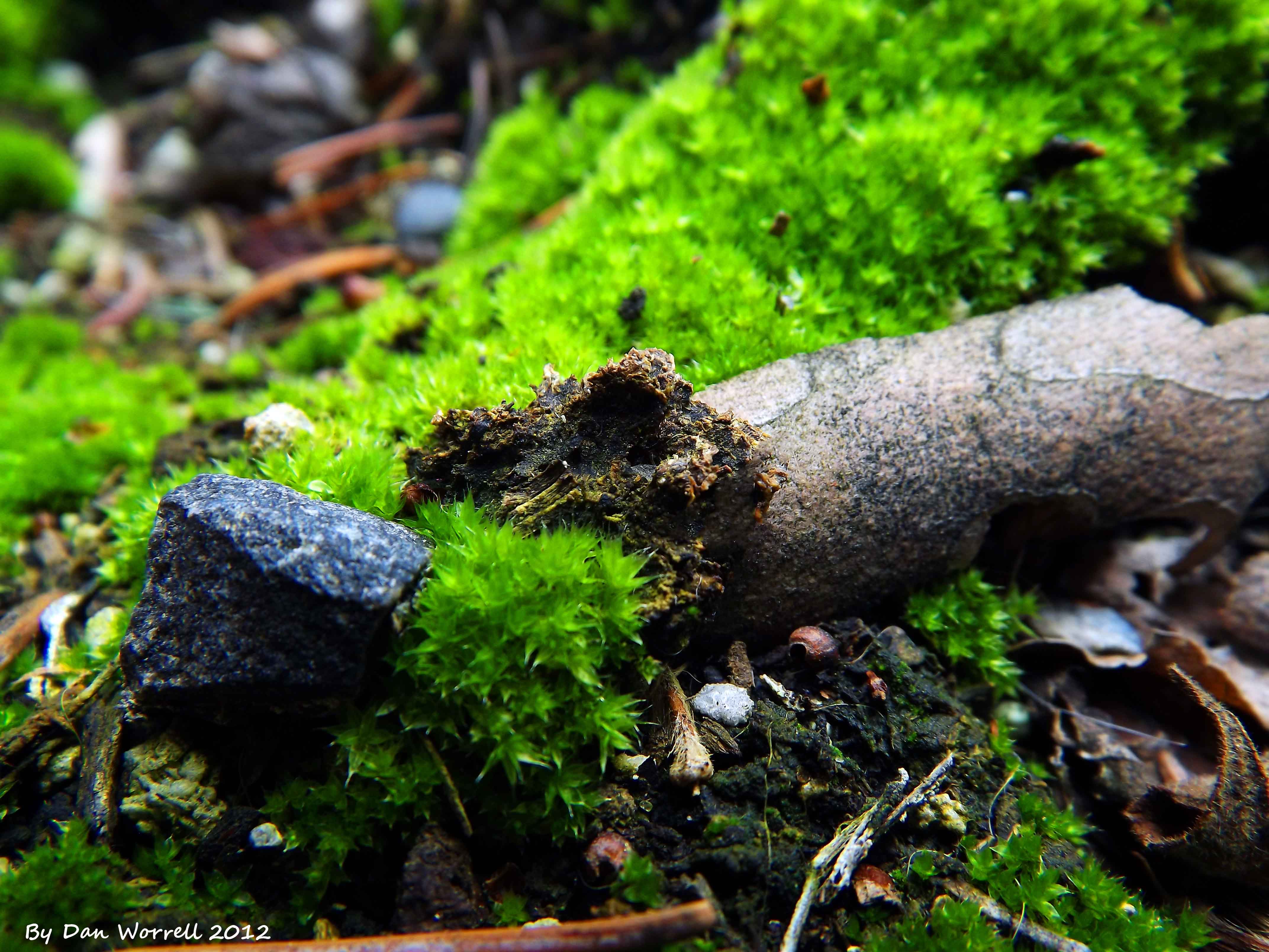 Mossrock