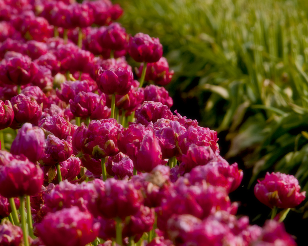 Mossy Rock Tulips