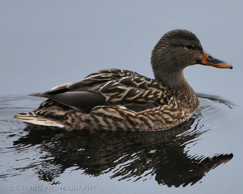 Mottled