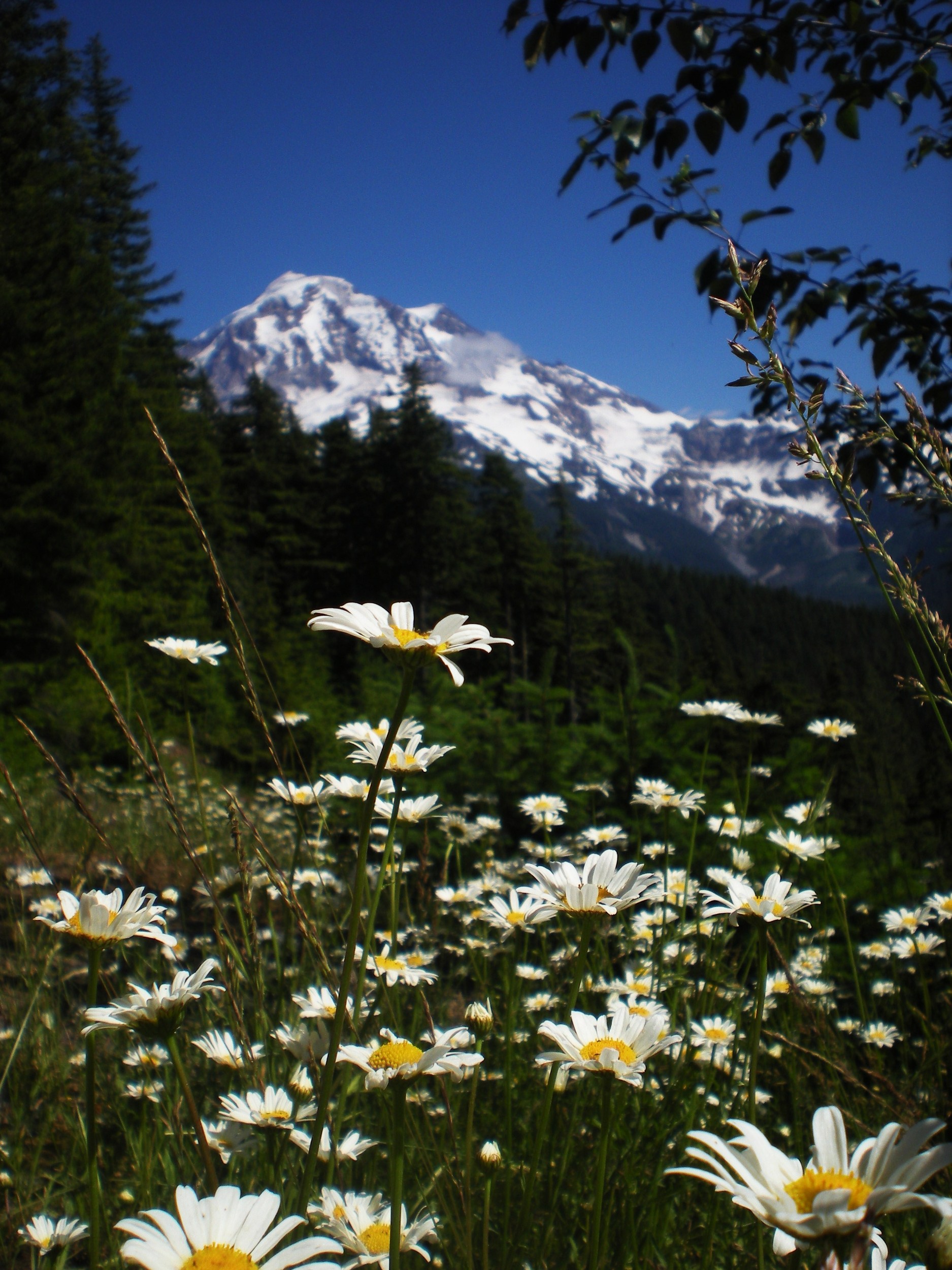 Mount Rainier