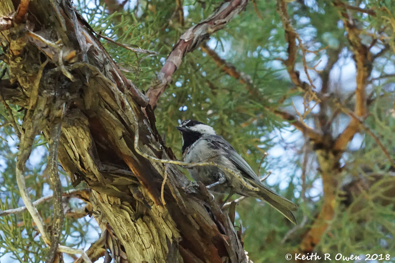 Mountain Chickadee