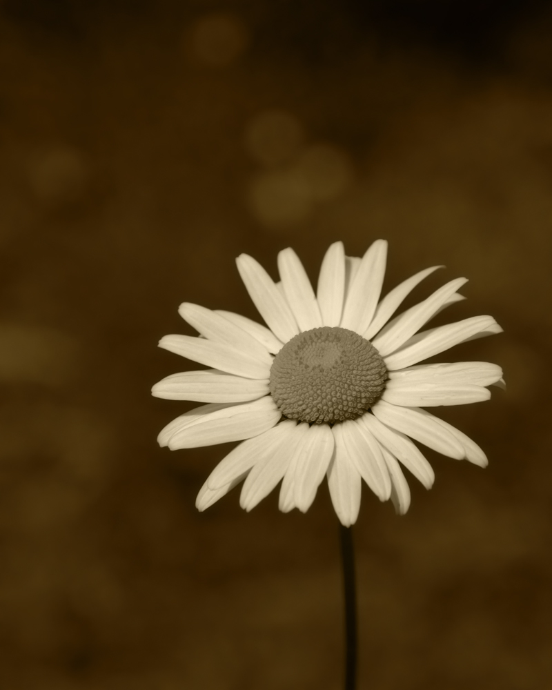 Mountain Daisy
