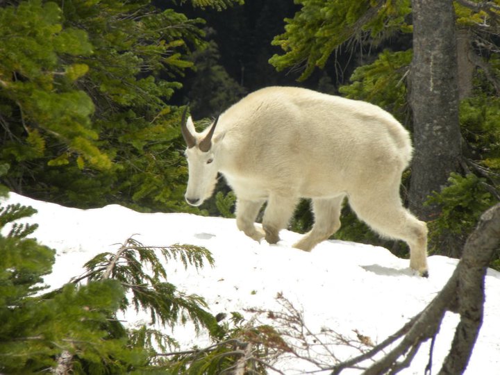 Mountain Goat on The Brothers