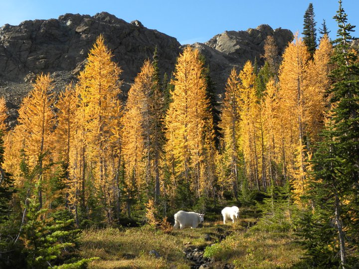 Mountain Goats Near Lake Ingalls