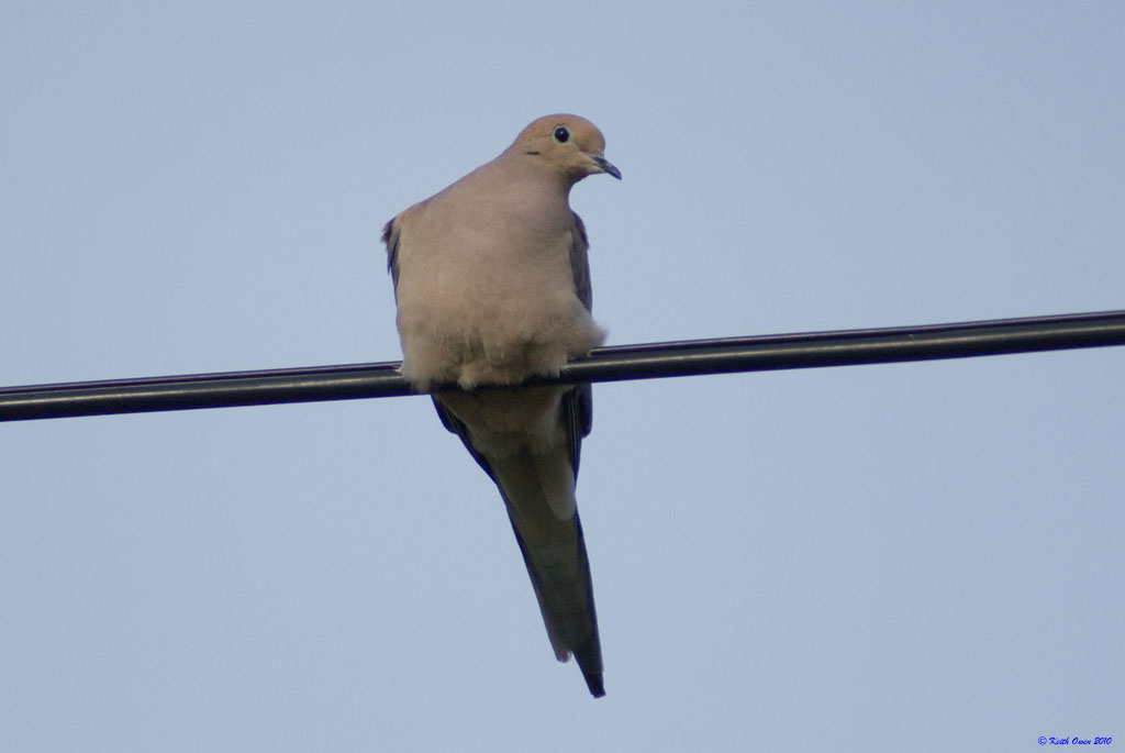 Mourning Dove
