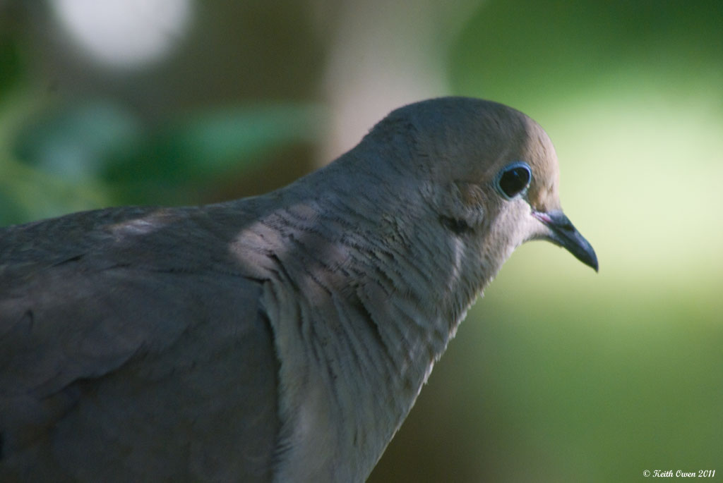 Mourning Dove