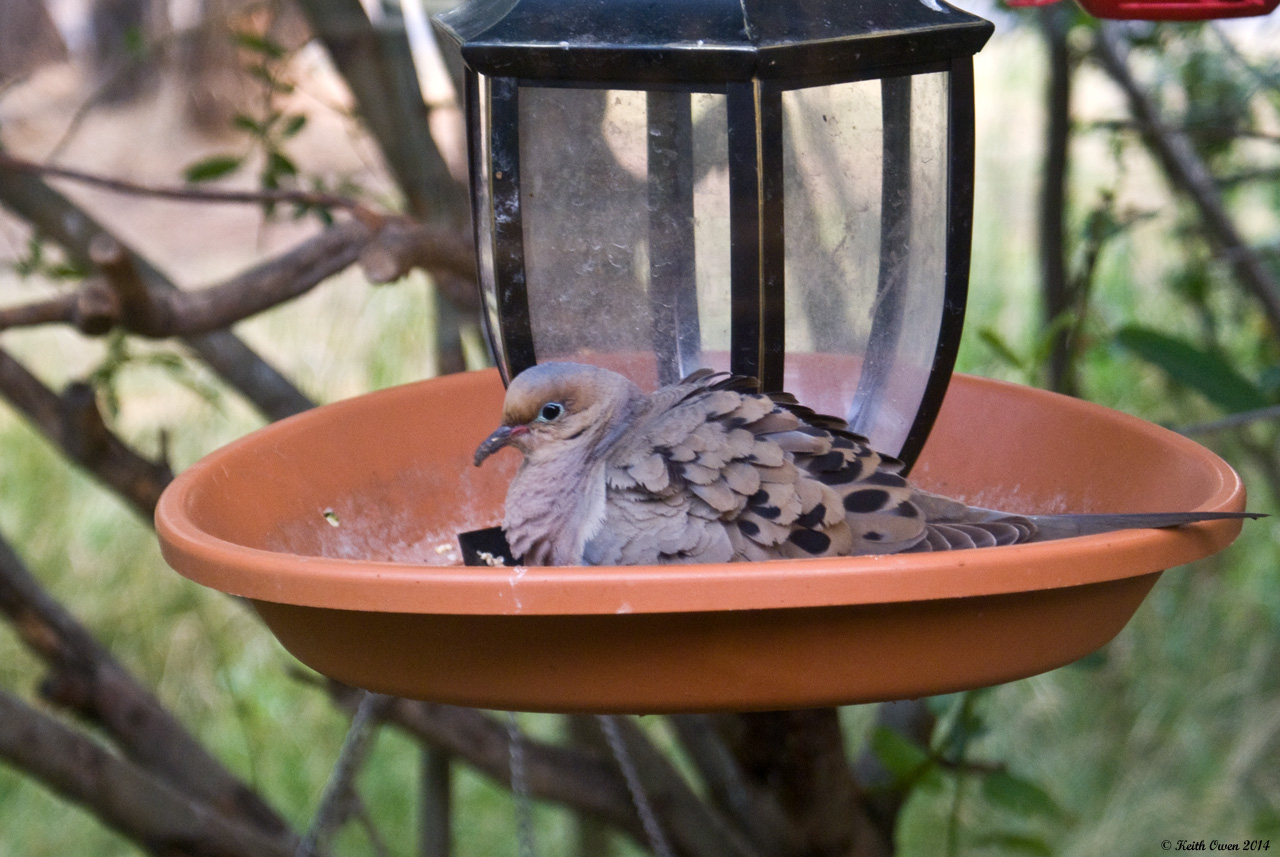 Mourning Dove