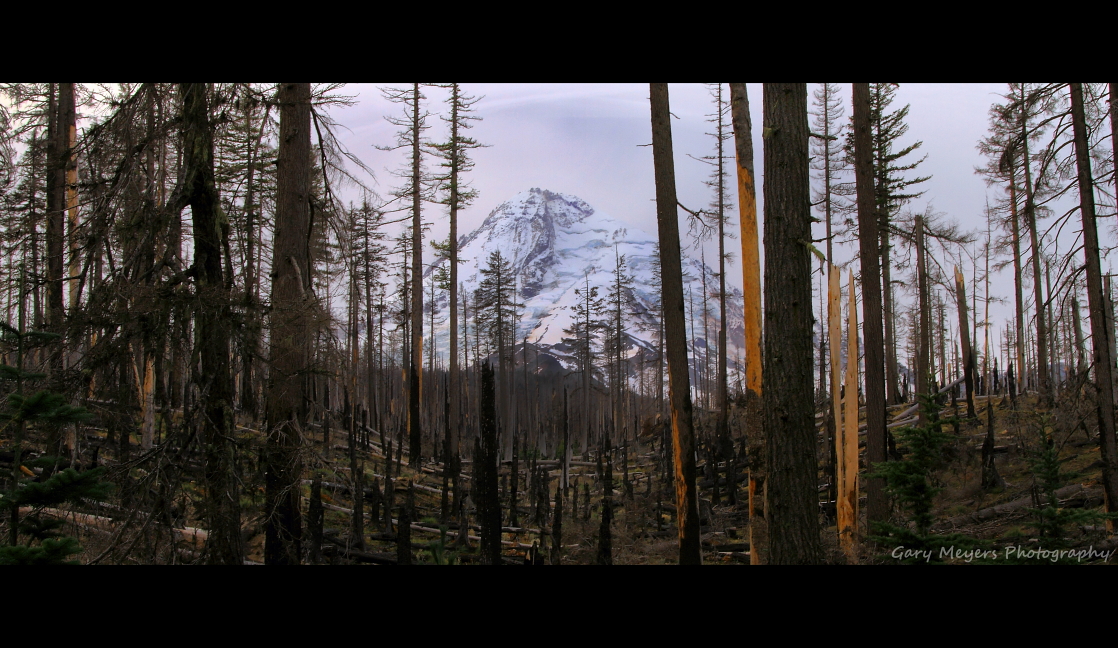 Mt Hood after the fire