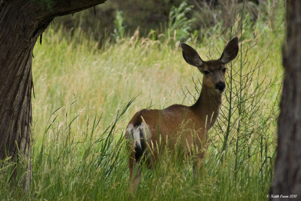 Mule Deer