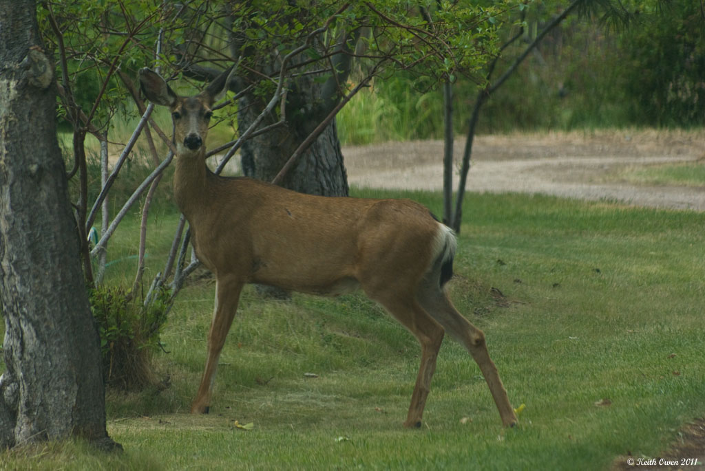 Mule Deer