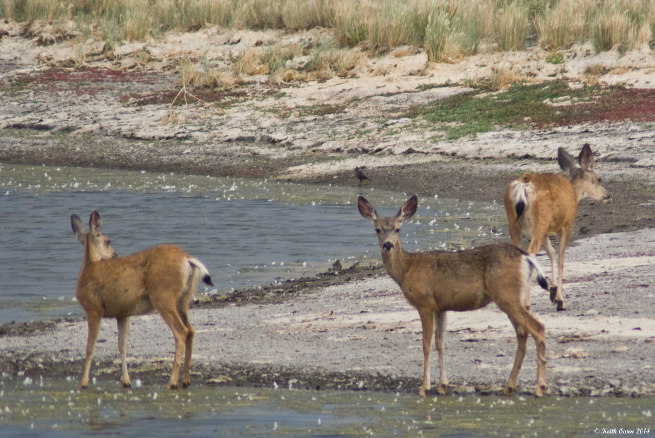 Mule Deer