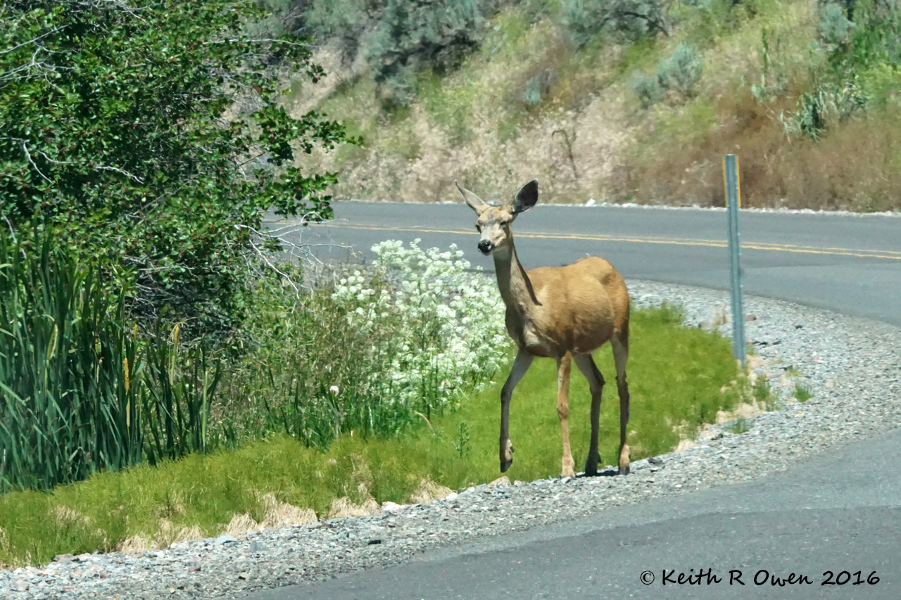 Mule Deer