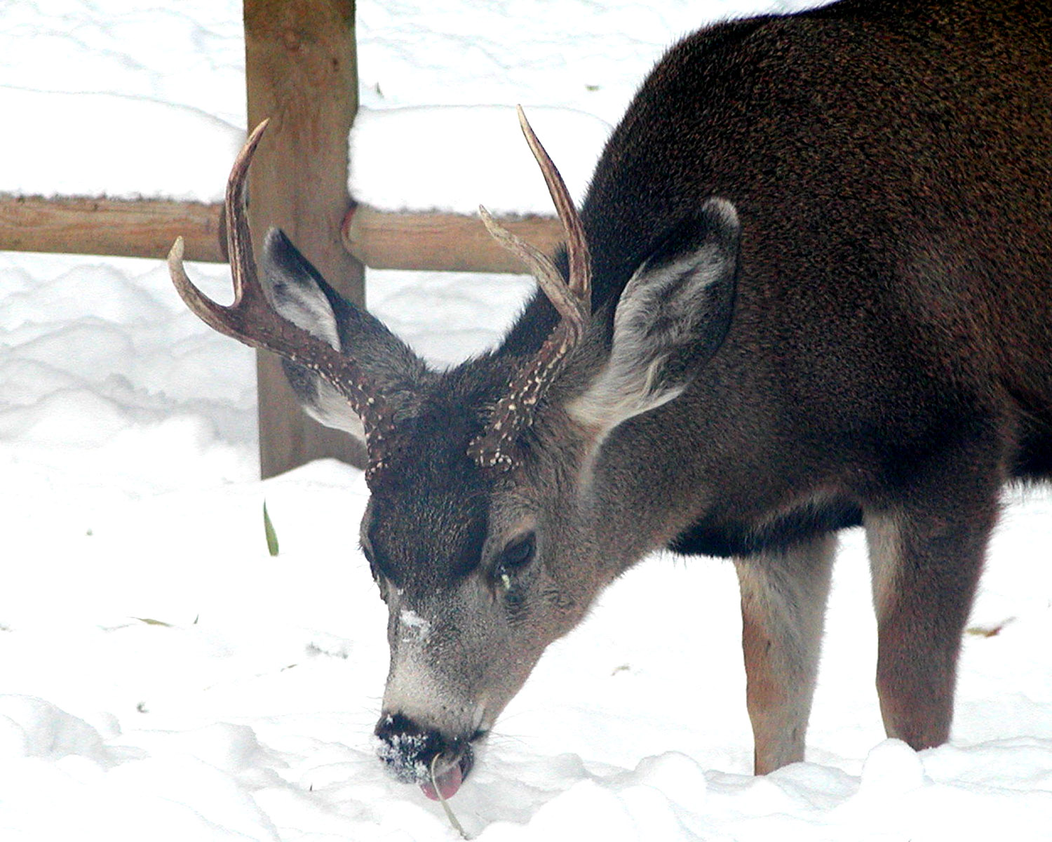 Muley Buck