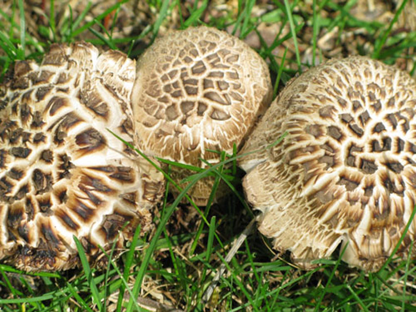 Mushroom Caps