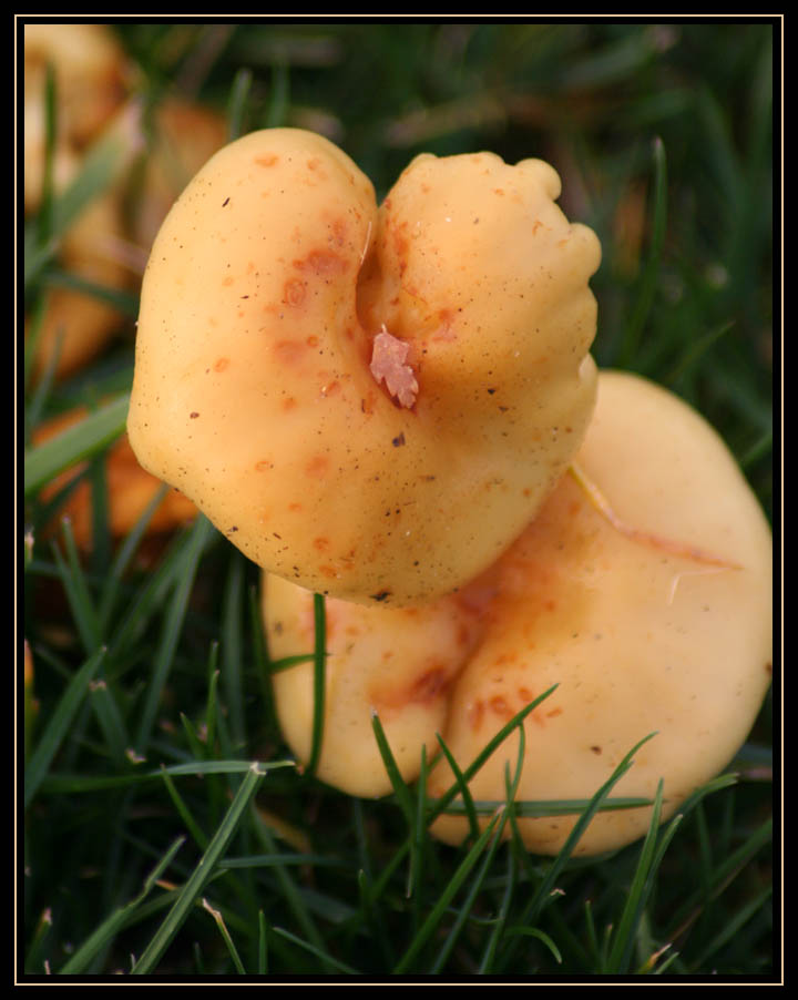 Mushroom