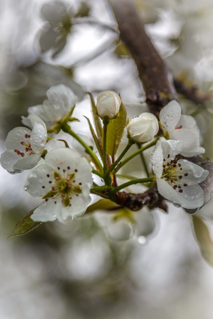 My Asian Pear Tree