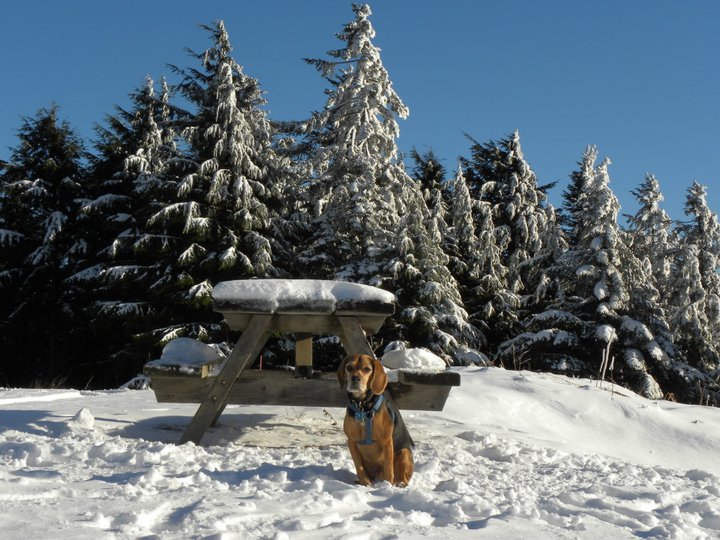 My Dog on East Tiger