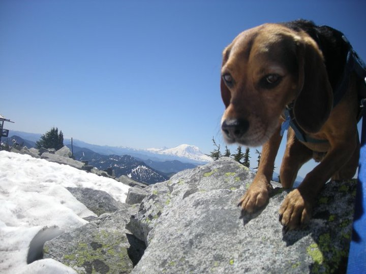 My Dog on Granite Mountain